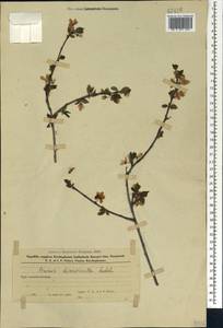 Prunus cerasifera Ehrh., Caucasus, Azerbaijan (K6) (Azerbaijan)