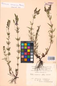 MHA 0 160 252, Veronica austriaca subsp. jacquinii (Baumg.) Watzl, Eastern Europe, Central forest-and-steppe region (E6) (Russia)