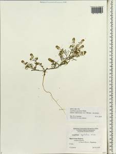 Lepidium apetalum Willd., Siberia, Baikal & Transbaikal region (S4) (Russia)