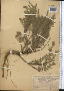 Artemisia maritima L., Middle Asia, Western Tian Shan & Karatau (M3) (Kazakhstan)