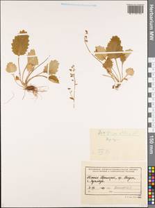 Micranthes oblongifolia (Nakai) Gornall & H. Ohba, Siberia, Russian Far East (S6) (Russia)