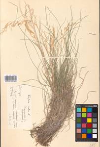 Festuca rubra L., Eastern Europe, South Ukrainian region (E12) (Ukraine)