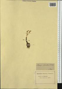 Sternbergia colchiciflora Waldst. & Kit., Western Europe (EUR) (Not classified)