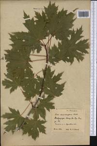 Acer saccharinum L., America (AMER) (Russia)