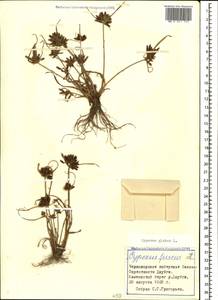 Cyperus glaber L., Caucasus, Black Sea Shore (from Novorossiysk to Adler) (K3) (Russia)
