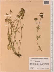 Anthyllis vulneraria L., Western Europe (EUR) (Sweden)