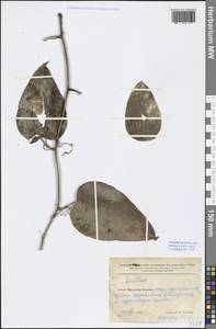 Smilax, South Asia, South Asia (Asia outside ex-Soviet states and Mongolia) (ASIA) (China)