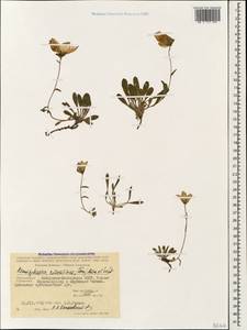 Campanula saxifraga subsp. saxifraga, Caucasus, Stavropol Krai, Karachay-Cherkessia & Kabardino-Balkaria (K1b) (Russia)