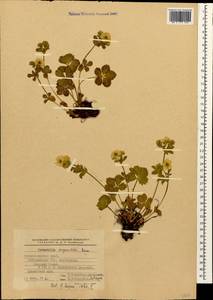 Potentilla ruprechtii Boiss., Caucasus, Stavropol Krai, Karachay-Cherkessia & Kabardino-Balkaria (K1b) (Russia)