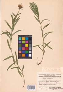 Pentanema ensifolium (L.) D. Gut. Larr., Santos-Vicente, Anderb., E. Rico & M. M. Mart. Ort., Eastern Europe, Moldova (E13a) (Moldova)