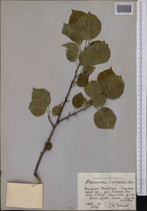 Prunus armeniaca L., Middle Asia, Western Tian Shan & Karatau (M3) (Kyrgyzstan)