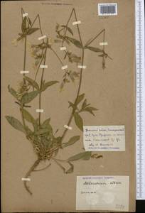 Silene latifolia subsp. alba (Miller) Greuter & Burdet, Middle Asia, Caspian Ustyurt & Northern Aralia (M8) (Kazakhstan)