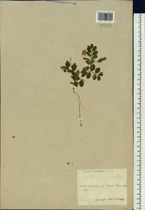 Lathyrus japonicus subsp. maritimus (L.)P.W.Ball, Siberia, Chukotka & Kamchatka (S7) (Russia)