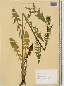 Crepis biennis L., Eastern Europe, Western region (E3) (Russia)