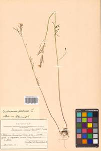 Cardamine pratensis L., Siberia, Russian Far East (S6) (Russia)