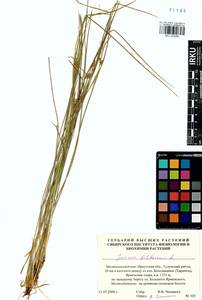 Juncus filiformis L., Siberia, Baikal & Transbaikal region (S4) (Russia)