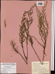 Artemisia scoparia Waldst. & Kit., Eastern Europe, Central region (E4) (Russia)