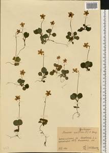 Moneses uniflora (L.) A. Gray, Eastern Europe, West Ukrainian region (E13) (Ukraine)