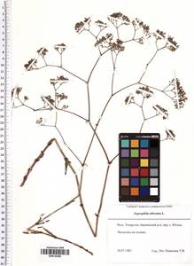 Gypsophila altissima L., Eastern Europe, Middle Volga region (E8) (Russia)