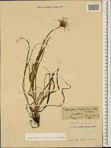 Tragopogon filifolius Rehmann ex Boiss., Caucasus, North Ossetia, Ingushetia & Chechnya (K1c) (Russia)