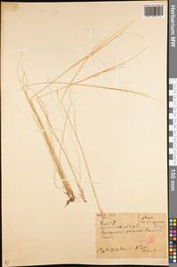 Stipa consanguinea Trin. & Rupr., Middle Asia, Northern & Central Kazakhstan (M10) (Kazakhstan)