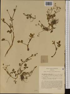Ranunculus trilobus Desf., Western Europe (EUR) (Italy)