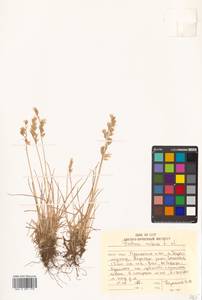 Festuca rubra L., Siberia, Russian Far East (S6) (Russia)