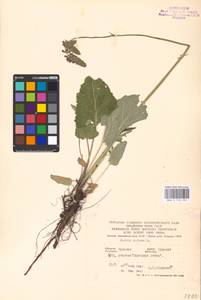 MHA 0 156 224, Salvia nutans L., Eastern Europe, Central forest-and-steppe region (E6) (Russia)