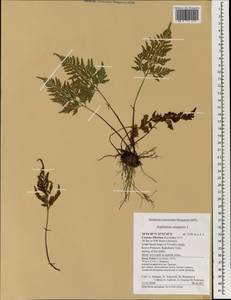 Asplenium onopteris L., South Asia, South Asia (Asia outside ex-Soviet states and Mongolia) (ASIA) (Cyprus)