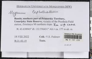 Hypnum leptothallum Paris, Bryophytes, Bryophytes - Russian Far East (excl. Chukotka & Kamchatka) (B20) (Russia)