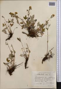 Potentilla nivea L., Middle Asia, Northern & Central Tian Shan (M4) (Kazakhstan)