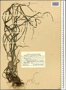 Lolium giganteum (L.) Darbysh., Caucasus, Armenia (K5) (Armenia)