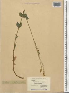Silene chlorifolia Sm., Caucasus, Georgia (K4) (Georgia)