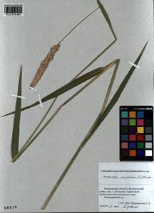 Phalaris arundinacea L., Siberia, Altai & Sayany Mountains (S2) (Russia)