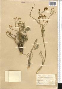 Winklera silaifolia (Hook.f. & Thomson) Korsh., Middle Asia, Pamir & Pamiro-Alai (M2)