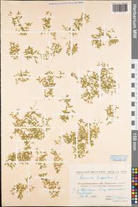 Lemna trisulca L., Eastern Europe, North Ukrainian region (E11) (Ukraine)