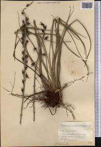 Pitcairnia cubensis (Mez) L.B.Sm., America (AMER) (Cuba)