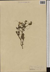 Ranunculus trichophyllus Chaix, Western Europe (EUR) (France)