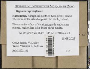 Hypnum cupressiforme Hedw., Bryophytes, Bryophytes - Chukotka & Kamchatka (B21) (Russia)