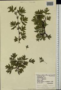Crataegus praemonticola Holub, Eastern Europe, West Ukrainian region (E13) (Ukraine)