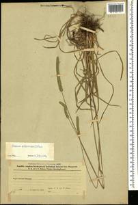 Phleum phleoides (L.) H.Karst., Caucasus, Azerbaijan (K6) (Azerbaijan)