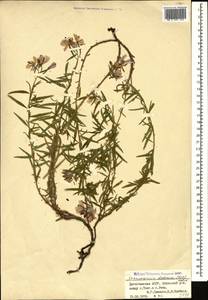 Chamaenerion dodonaei (Vill.) Schur ex Fuss., Caucasus, Dagestan (K2) (Russia)