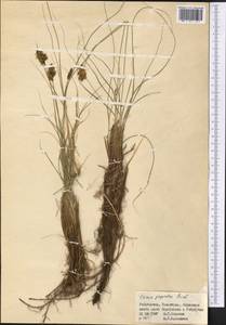 Carex physodes M.Bieb., Middle Asia, Syr-Darian deserts & Kyzylkum (M7) (Uzbekistan)