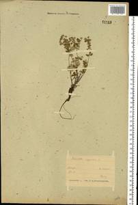 Potentilla argentea L., Eastern Europe, Belarus (E3a) (Belarus)