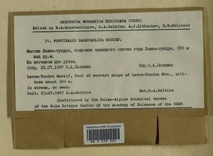Fontinalis dalecarlica Bruch & Schimp., Bryophytes, Bryophytes - Karelia, Leningrad & Murmansk Oblasts (B4) (Russia)