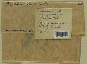 Polytrichum commune Hedw., Bryophytes, Bryophytes - Middle Russia (B6) (Russia)