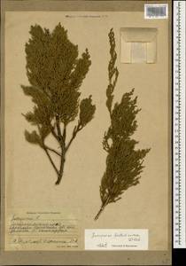 Juniperus foetidissima Willd., Caucasus, Stavropol Krai, Karachay-Cherkessia & Kabardino-Balkaria (K1b) (Russia)