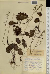 Micranthes nelsoniana subsp. aestivalis (Fisch. & C. A. Mey.) Elven & D. F. Murray, Siberia, Yakutia (S5) (Russia)