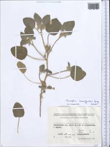 Chrozophora tinctoria (L.) A.Juss., Middle Asia, Syr-Darian deserts & Kyzylkum (M7) (Kazakhstan)