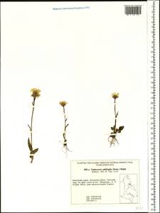 Tephroseris subfrigida (Kom.) Holub, Siberia, Chukotka & Kamchatka (S7) (Russia)